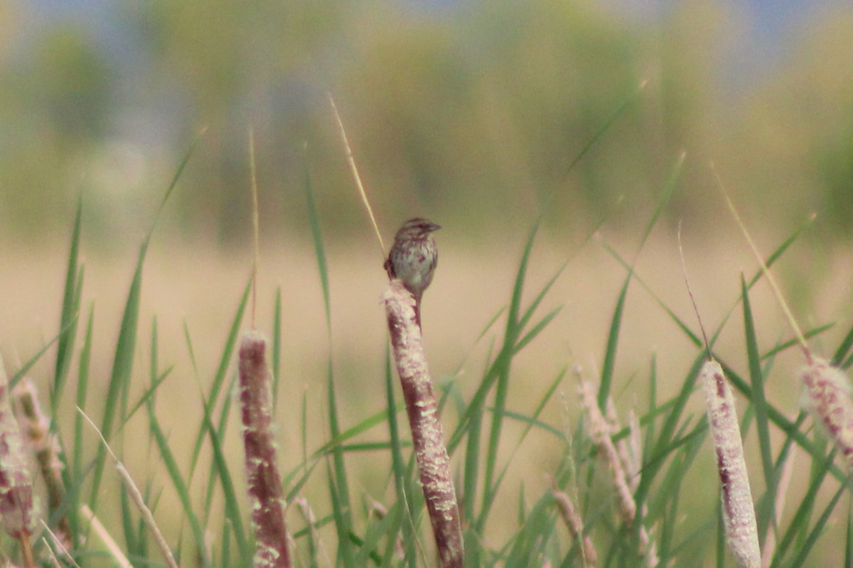Song Sparrow (montana/merrilli) - ML613603095