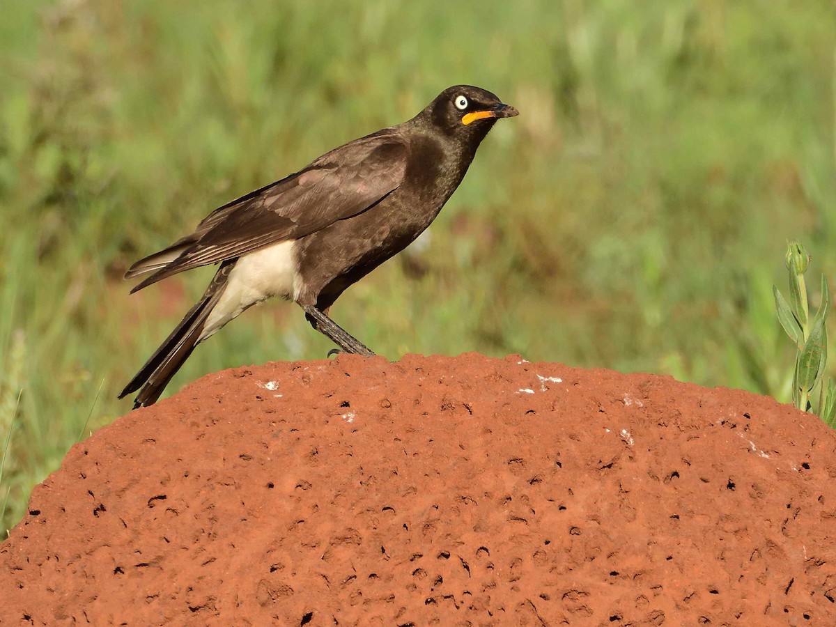 African Pied Starling - ML613603106