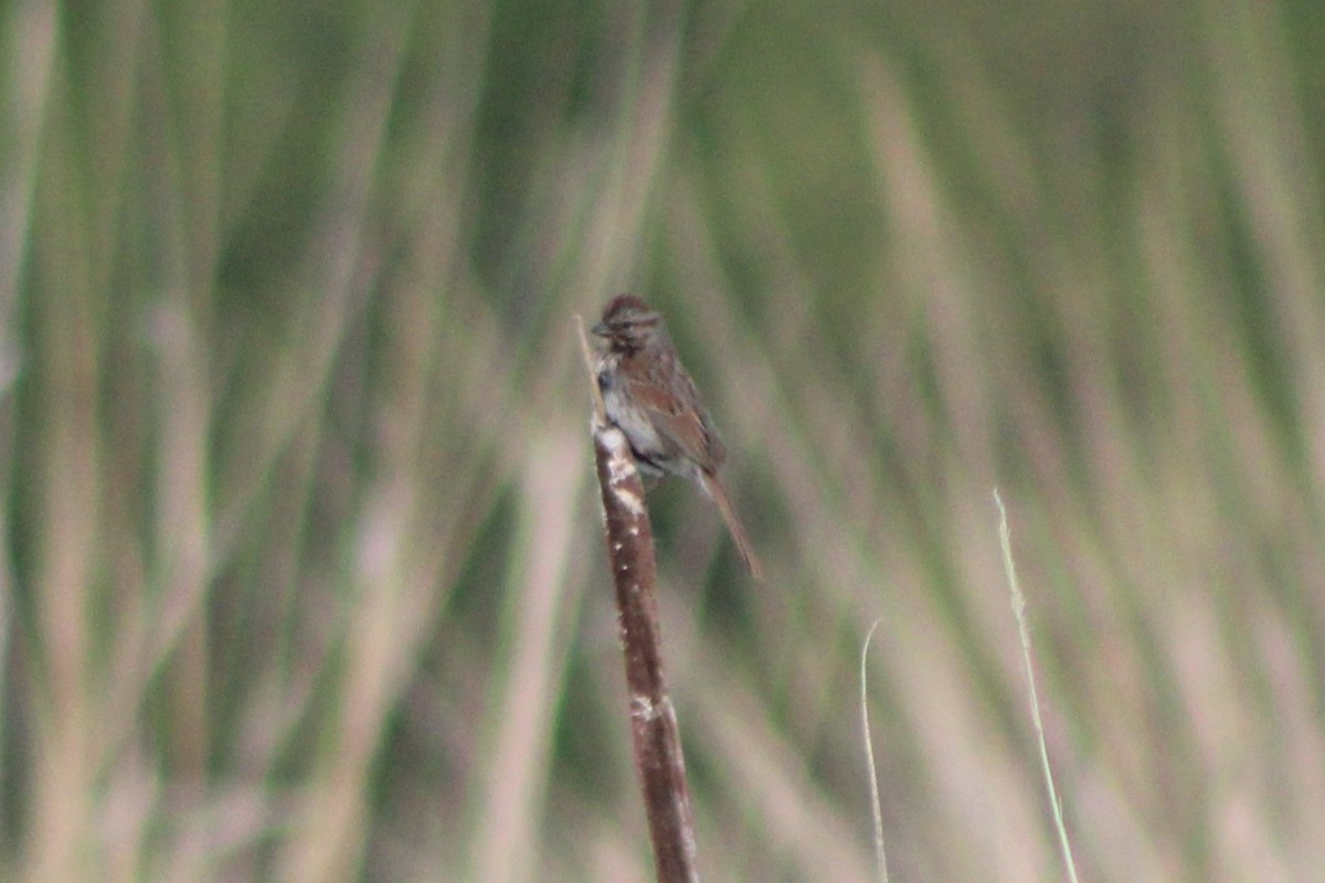 Song Sparrow (montana/merrilli) - ML613603108