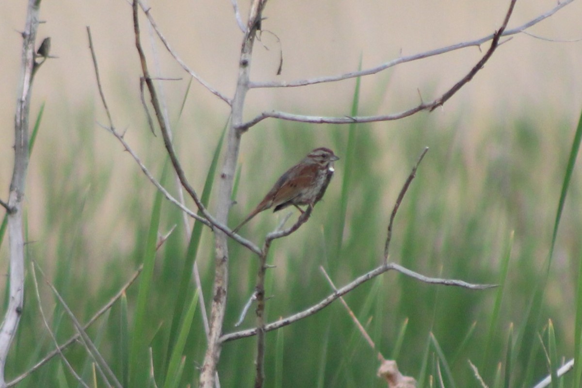 Song Sparrow (montana/merrilli) - ML613603120