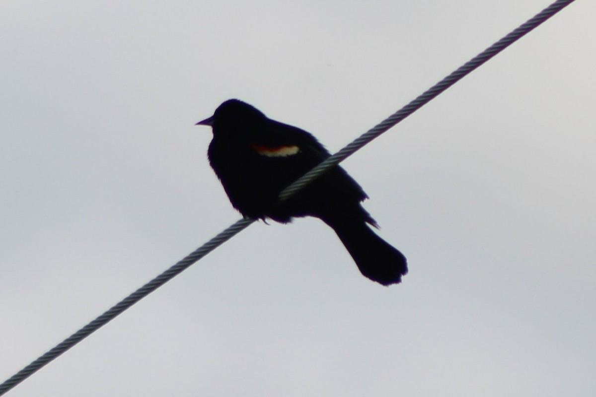 Red-winged Blackbird (Red-winged) - ML613603154