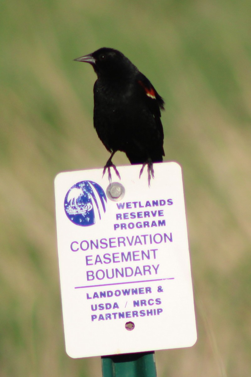 Red-winged Blackbird (Red-winged) - ML613603168