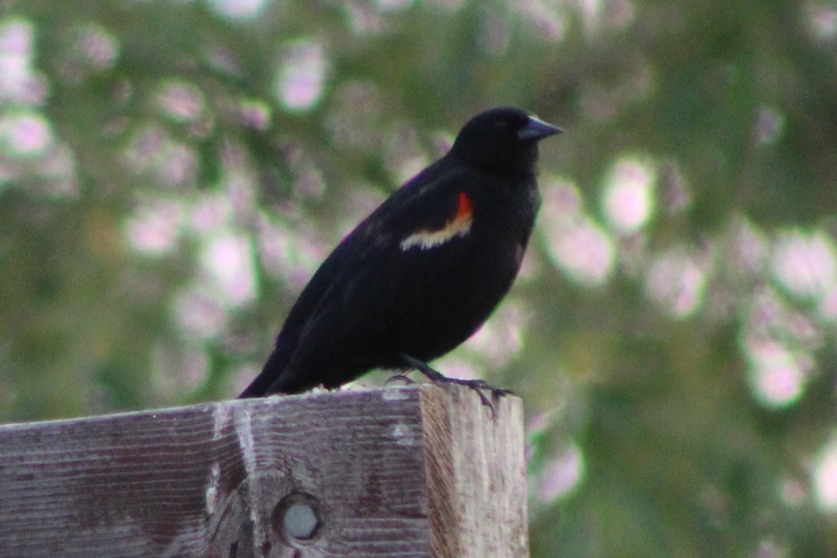 Red-winged Blackbird (Red-winged) - ML613603180