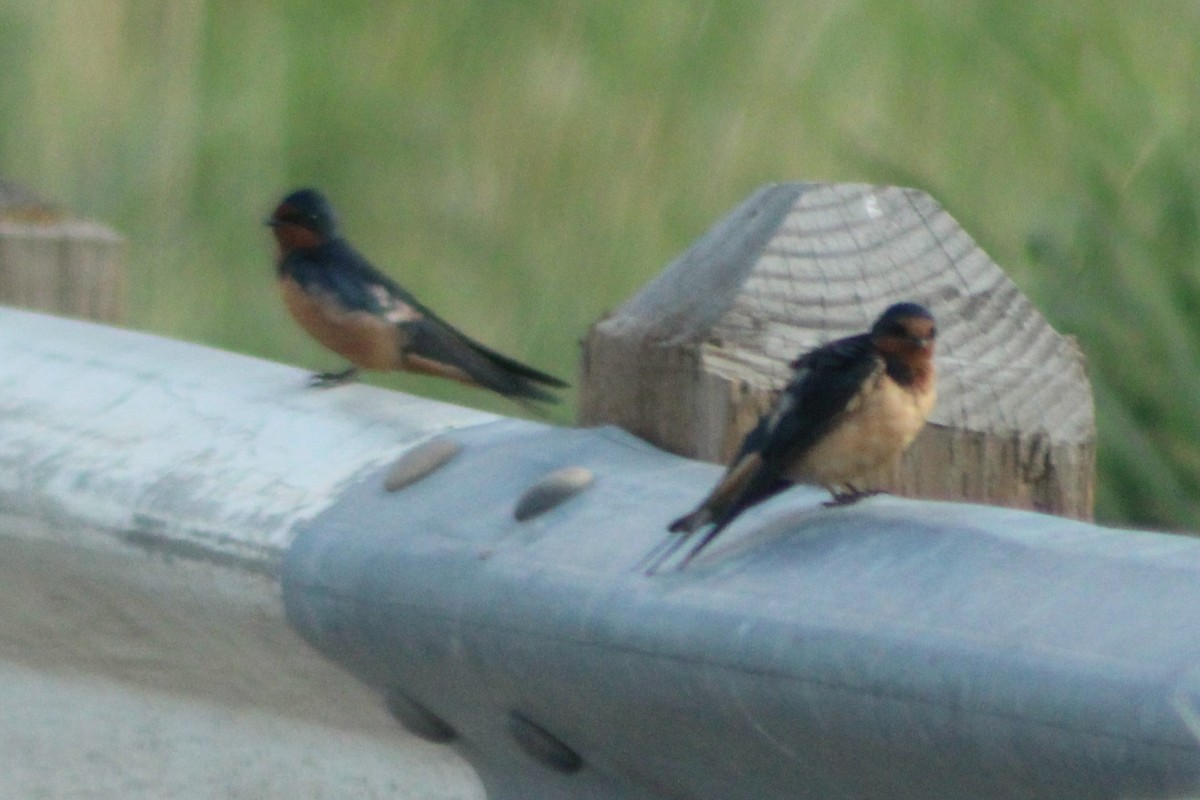 Barn Swallow (American) - ML613603189