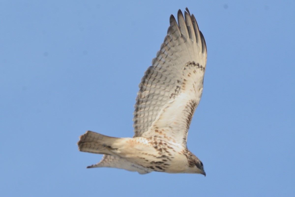 Red-tailed Hawk - ML613603377