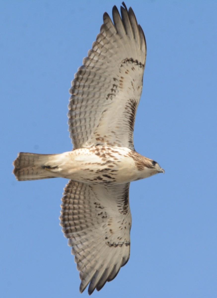Red-tailed Hawk - ML613603378