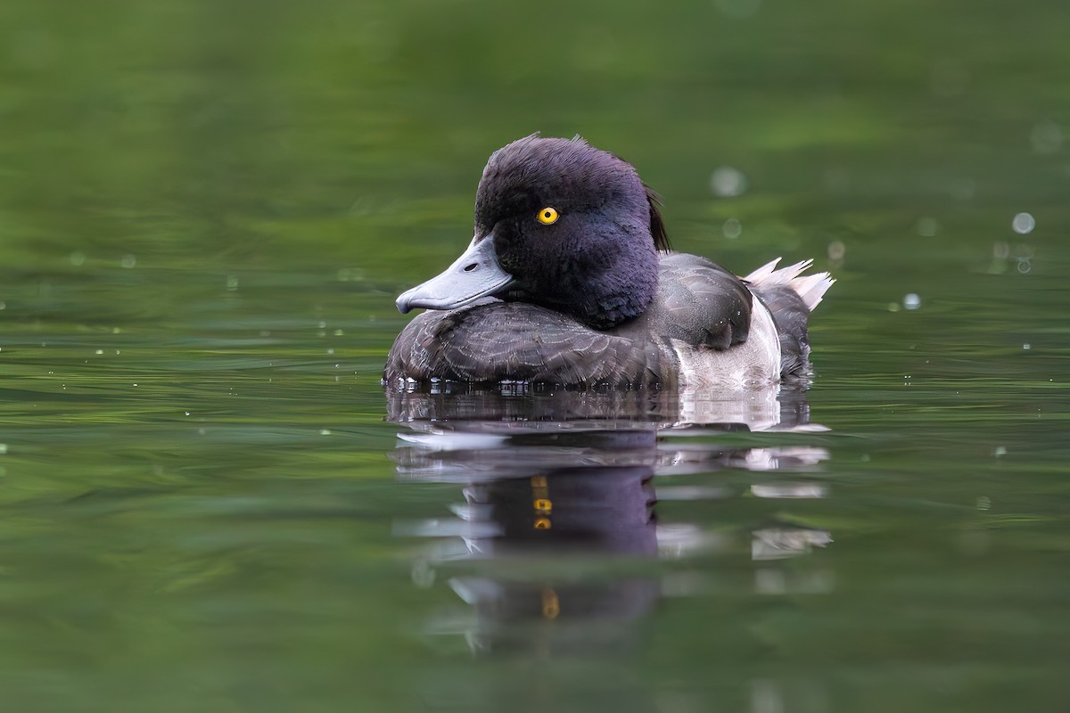 Tufted Duck - ML613603501
