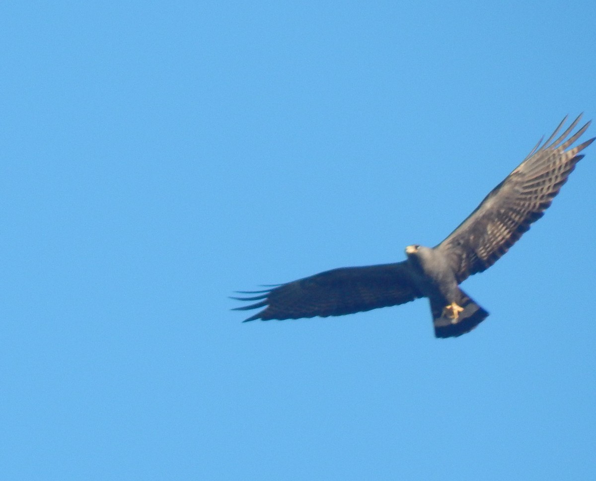Zone-tailed Hawk - ML613603508