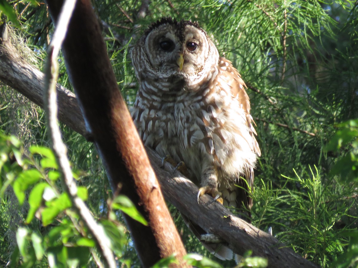 Barred Owl - ML61360361