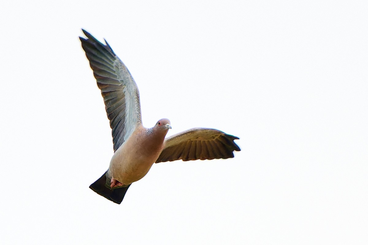 Picazuro Pigeon - ML613603650