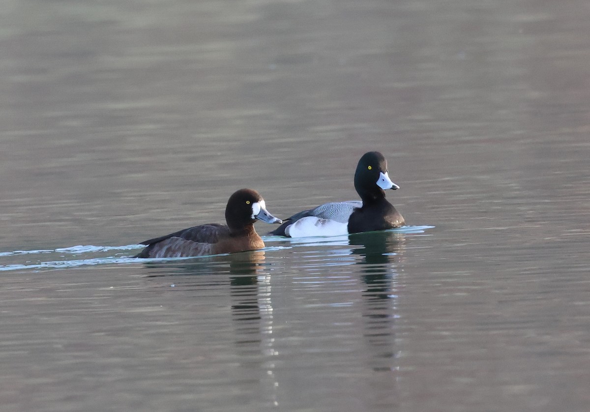 Greater Scaup - ML613603830