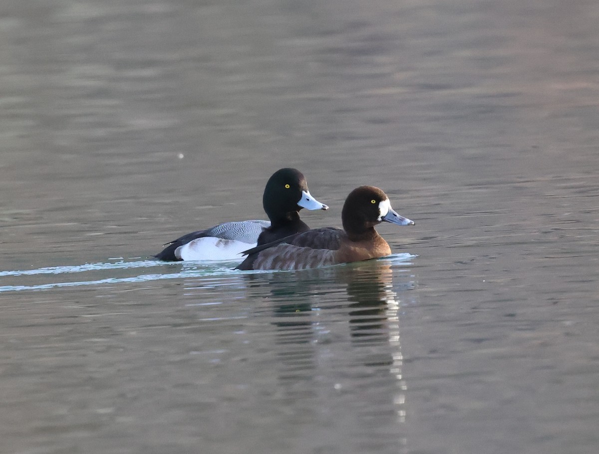 Greater Scaup - ML613603832