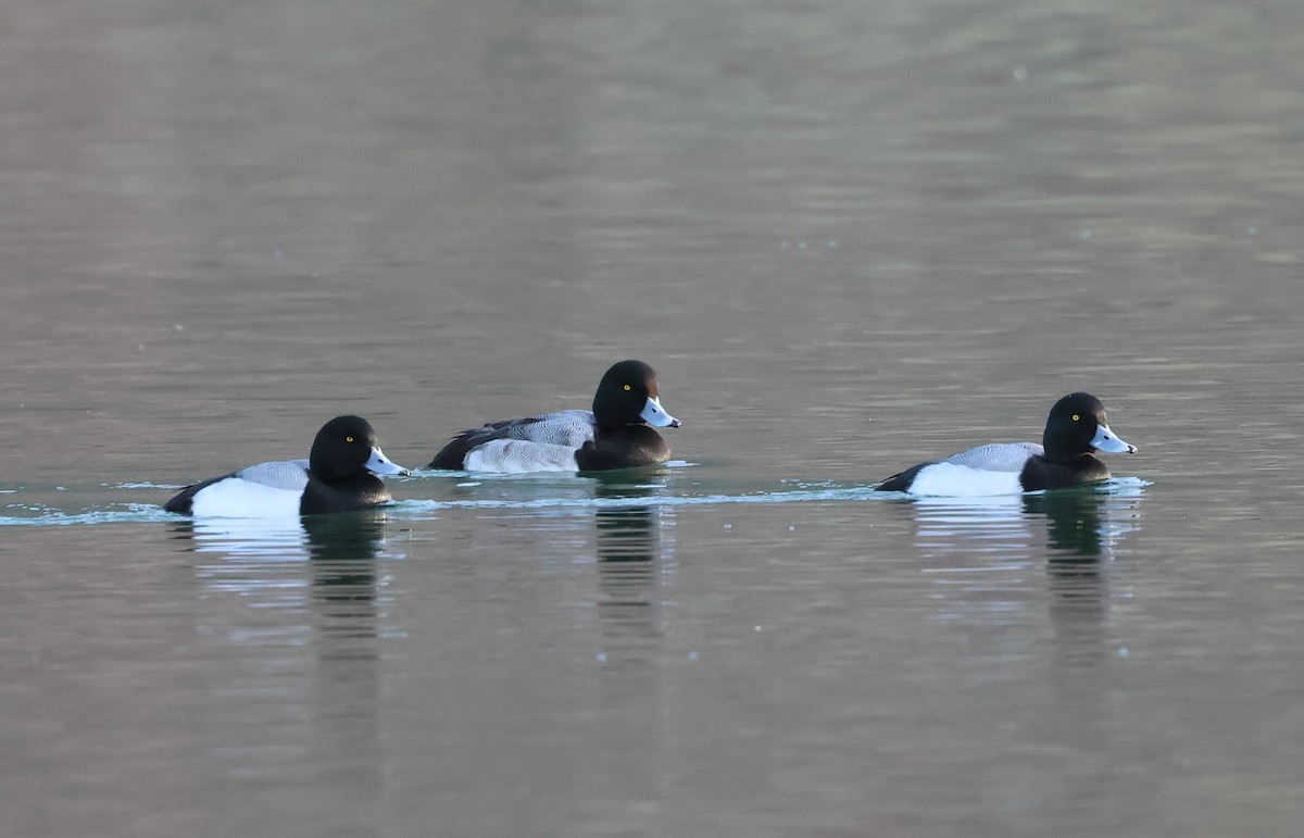 Greater Scaup - ML613603839