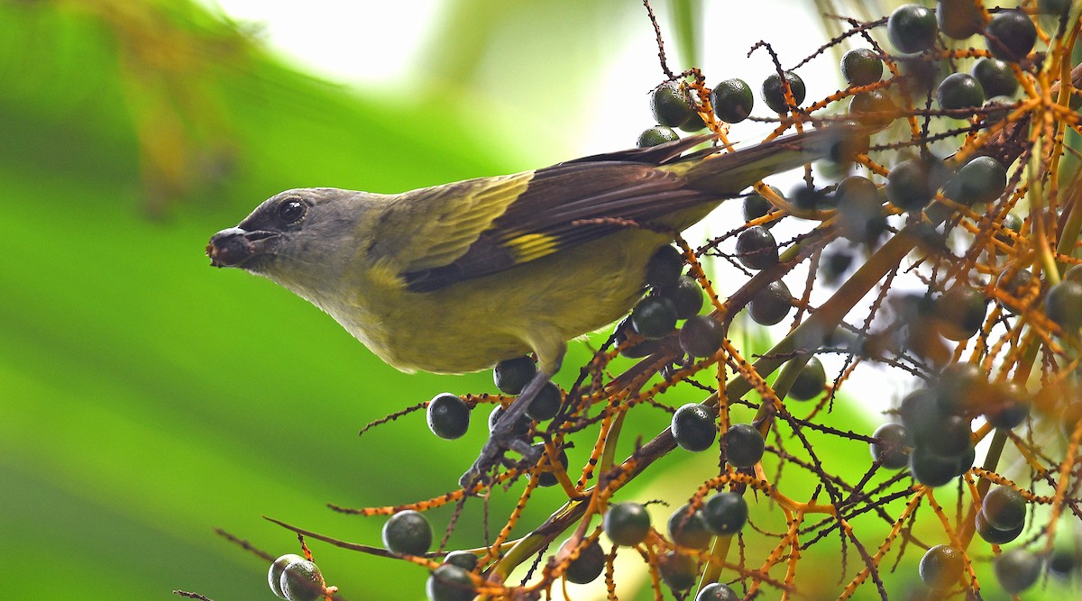 Yellow-winged Tanager - ML613603940