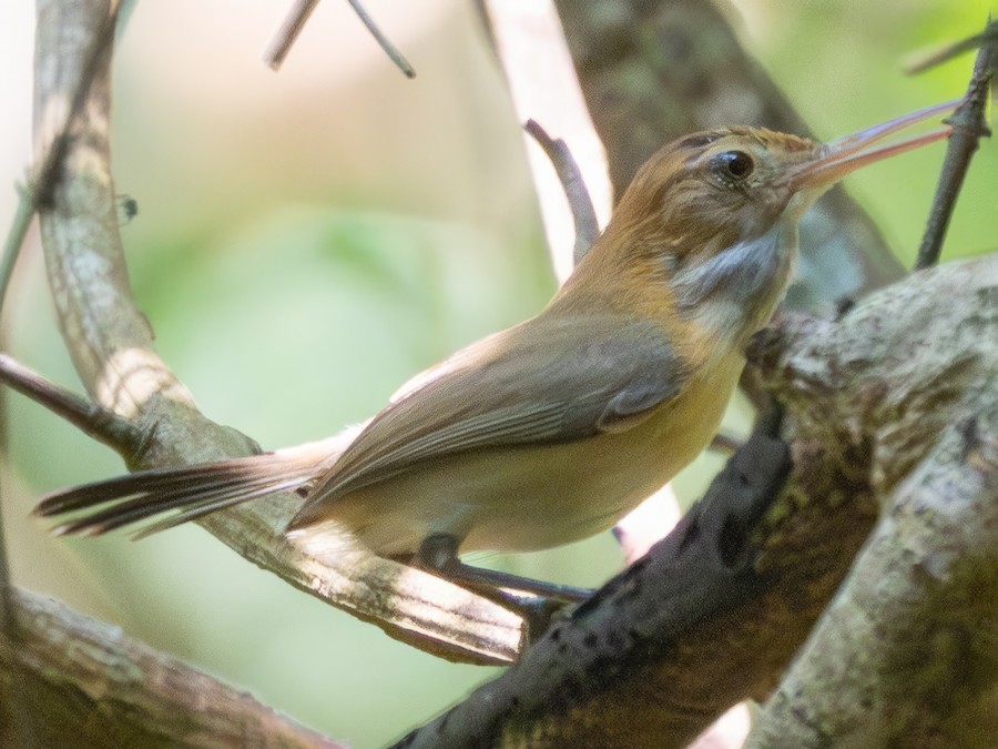 Chattering Gnatwren - eBird