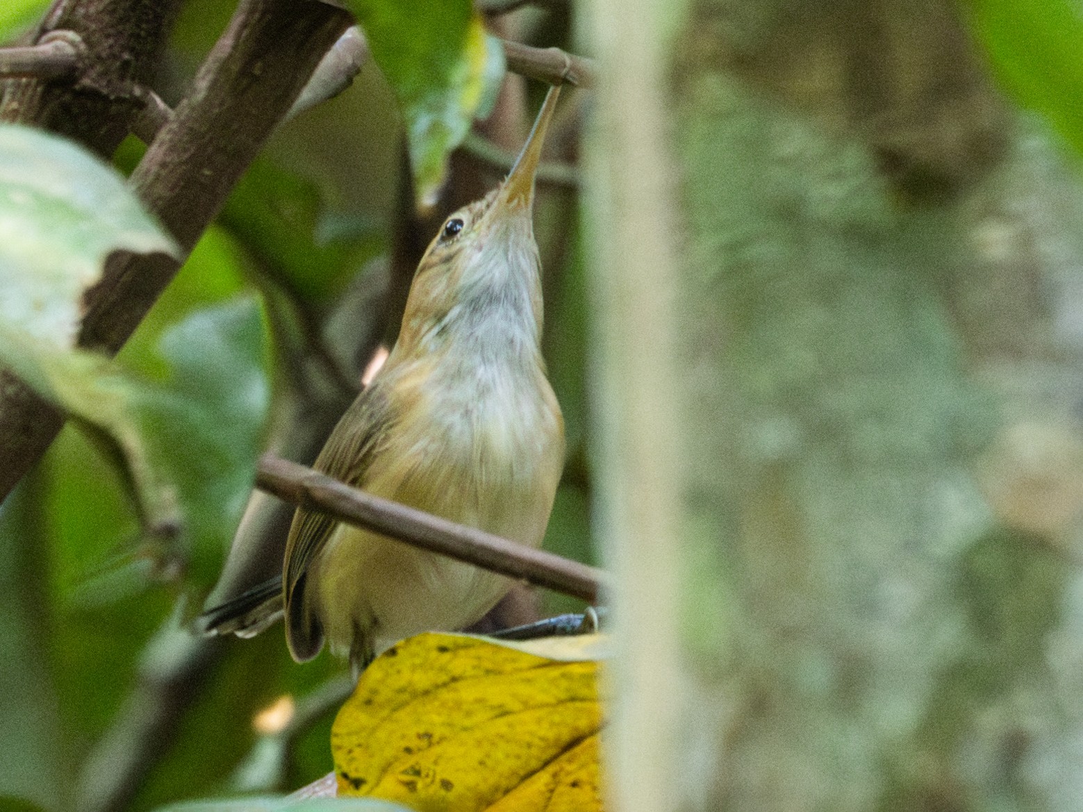 Chattering Gnatwren - Silvia Faustino Linhares