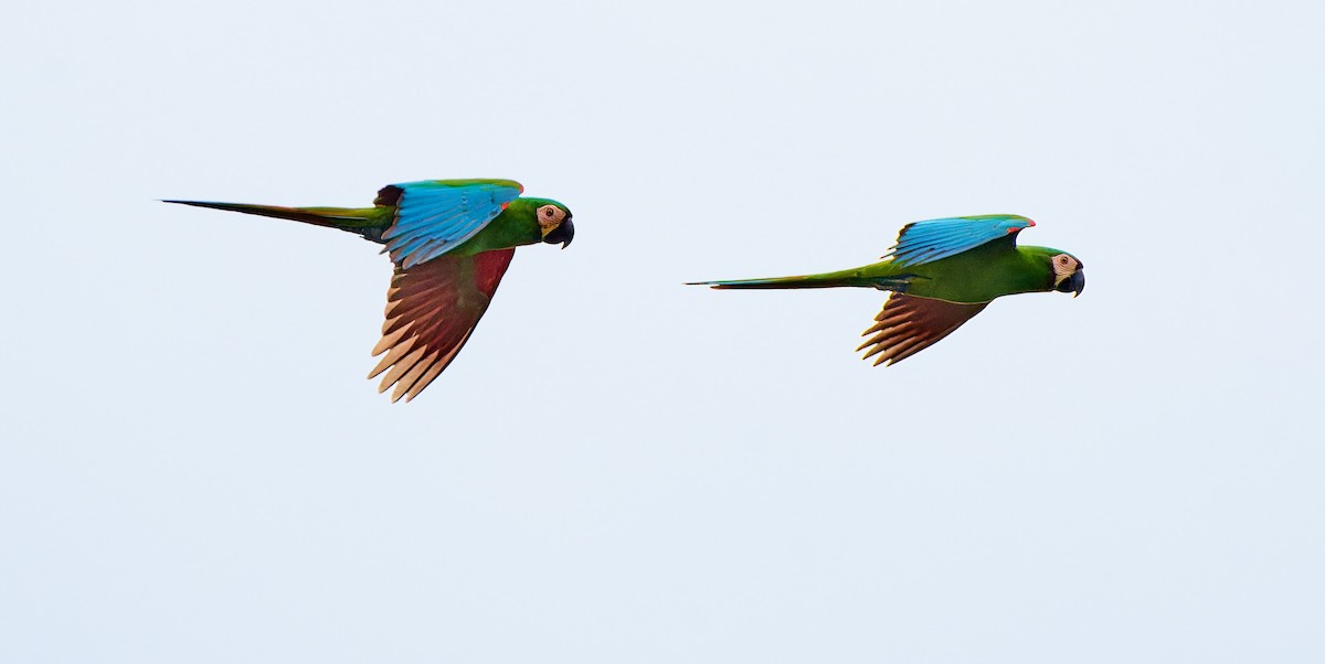 Chestnut-fronted Macaw - ML613603984