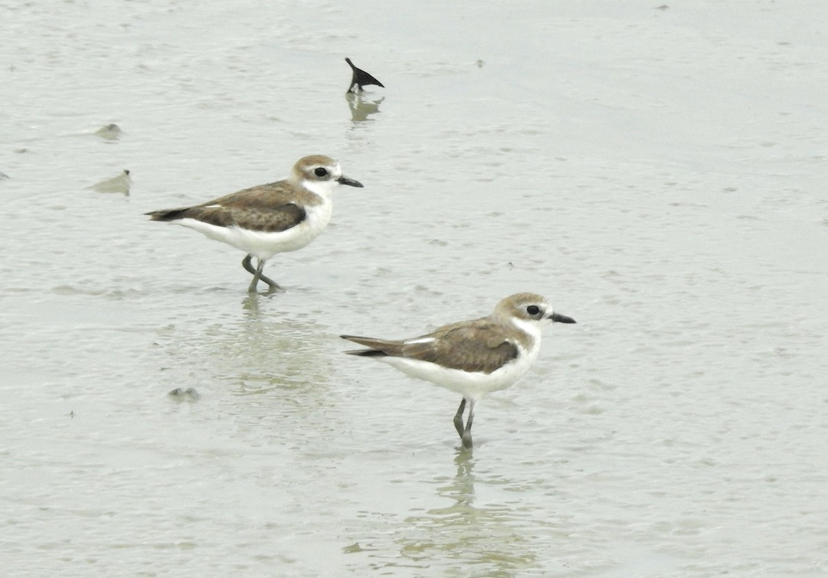 Greater Sand-Plover - YM Liew