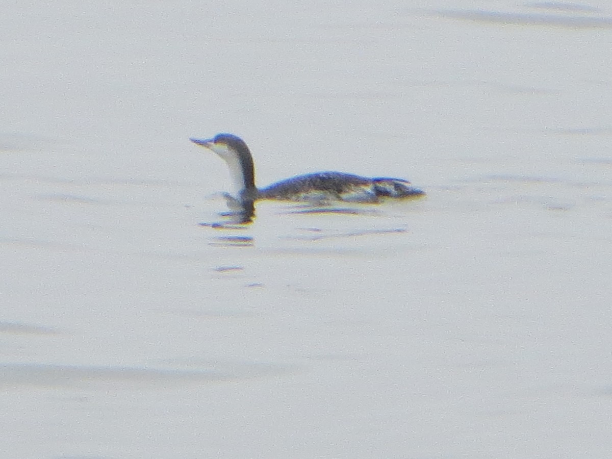 Red-throated Loon - ML613604095