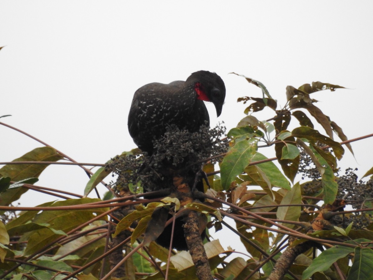 Crested Guan - ML613604279