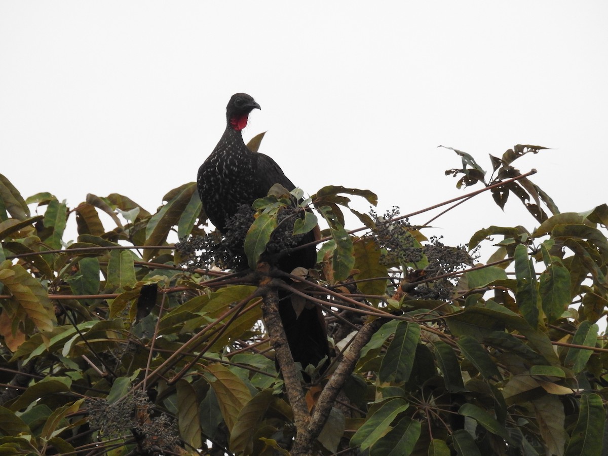 Crested Guan - ML613604317