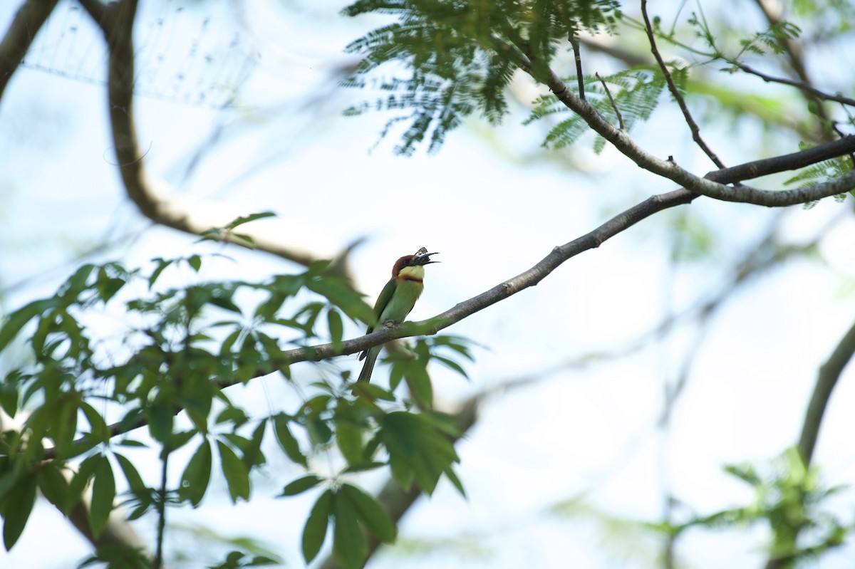 Chestnut-headed Bee-eater - ML613604411