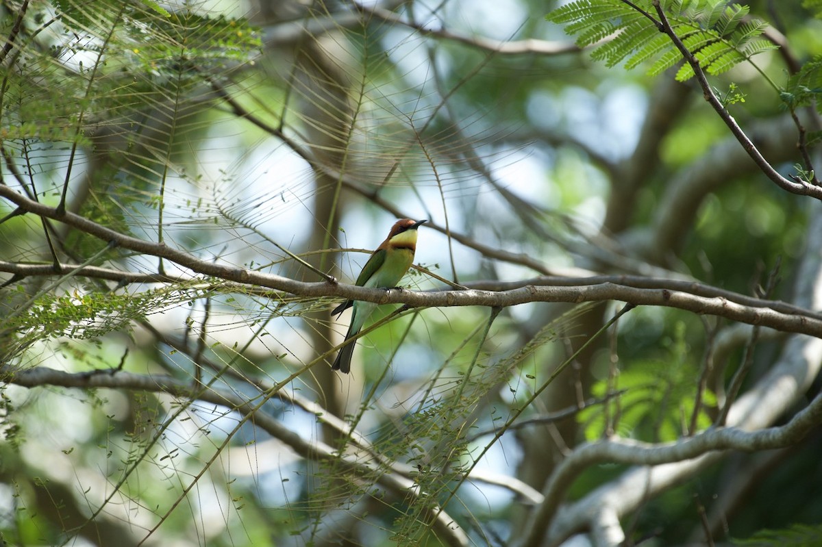 Chestnut-headed Bee-eater - ML613604415