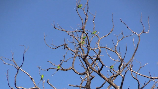 Plum-headed Parakeet - ML613604483