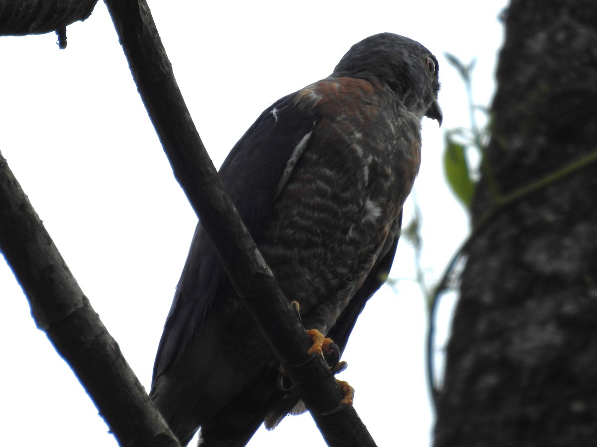 Double-toothed Kite - ML613604521