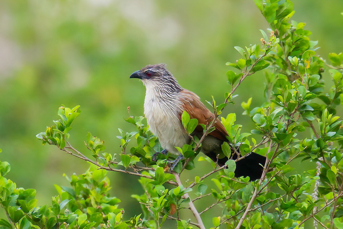 White-browed Coucal - ML613604658