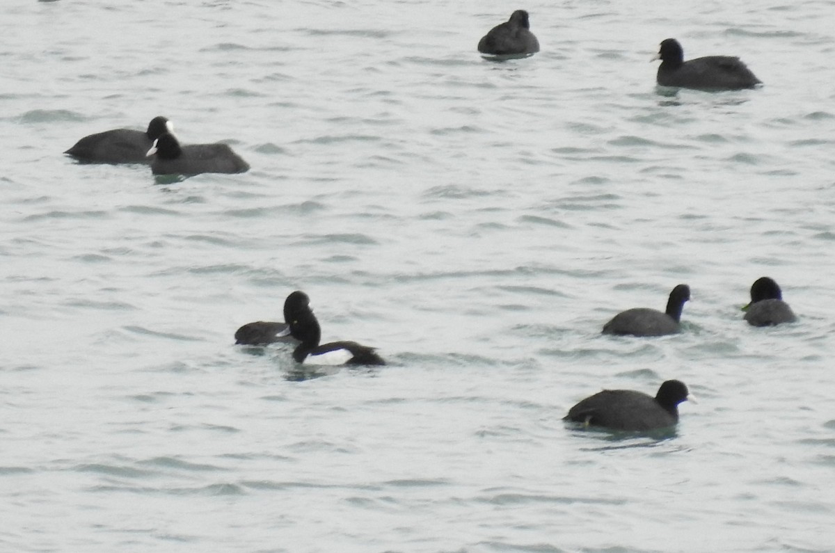 Tufted Duck - ML613604808