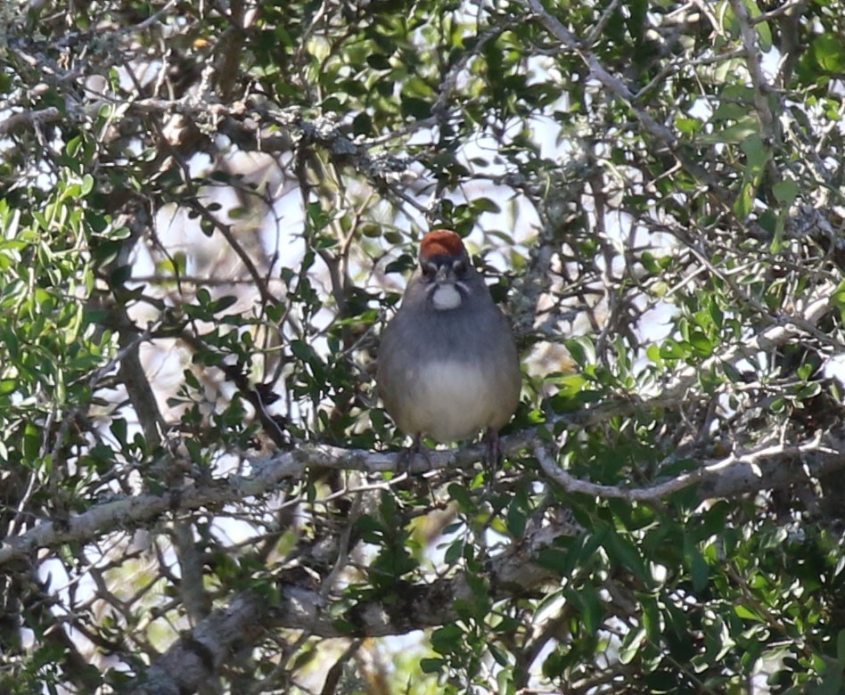 Green-tailed Towhee - Laura Sare