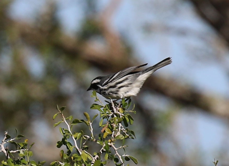 Black-throated Gray Warbler - Laura Sare