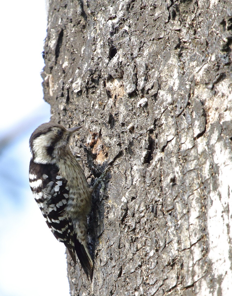 Gray-capped Pygmy Woodpecker - ML613605112
