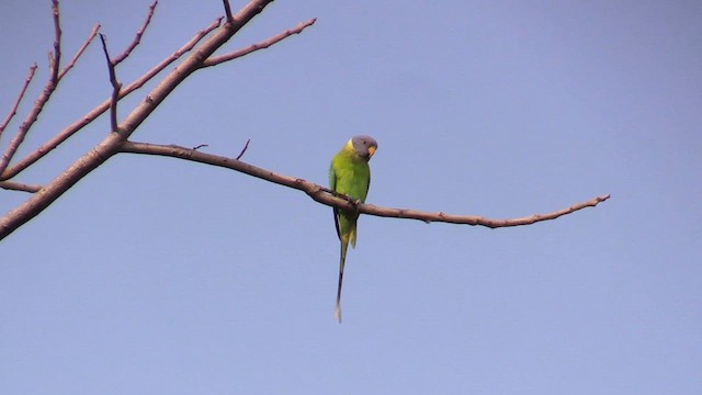 Plum-headed Parakeet - ML613605116