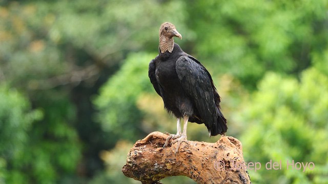 Black Vulture - ML613605253