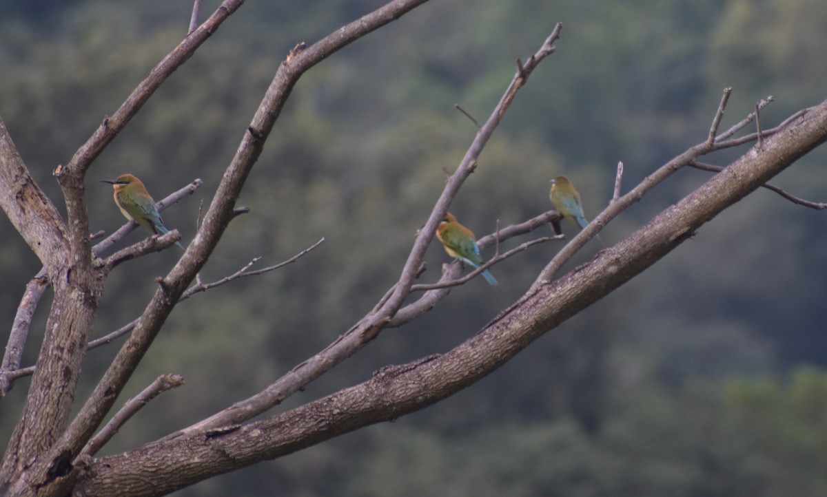 Blue-tailed Bee-eater - ML613605349