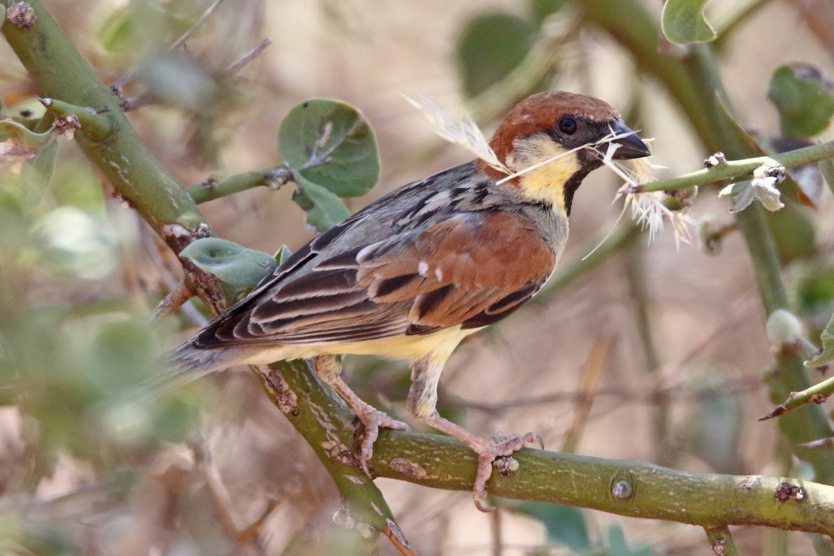 Somali Sparrow - ML613605386