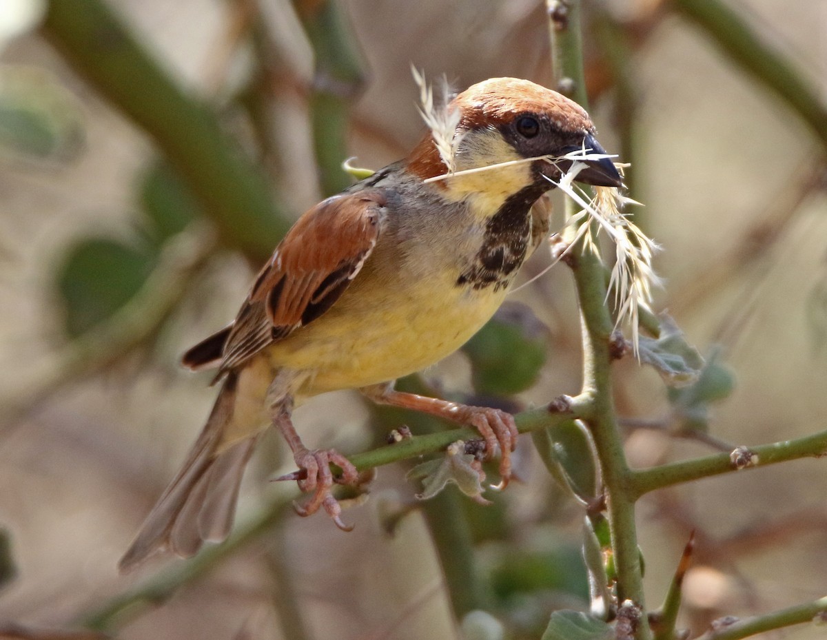 Somali Sparrow - ML613605390