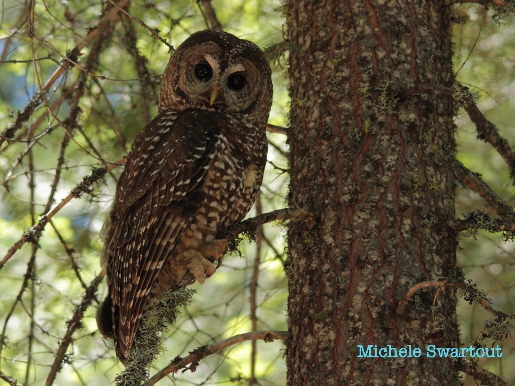 Spotted Owl - Michele Swartout