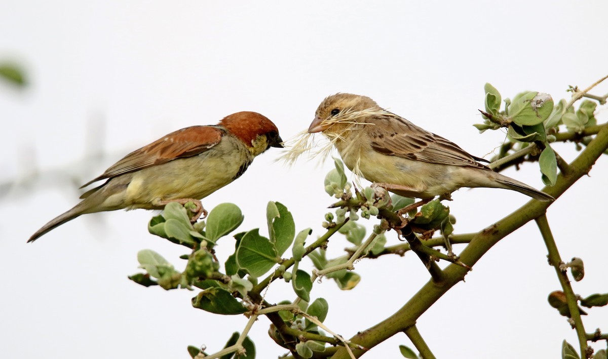 Somali Sparrow - ML613605474