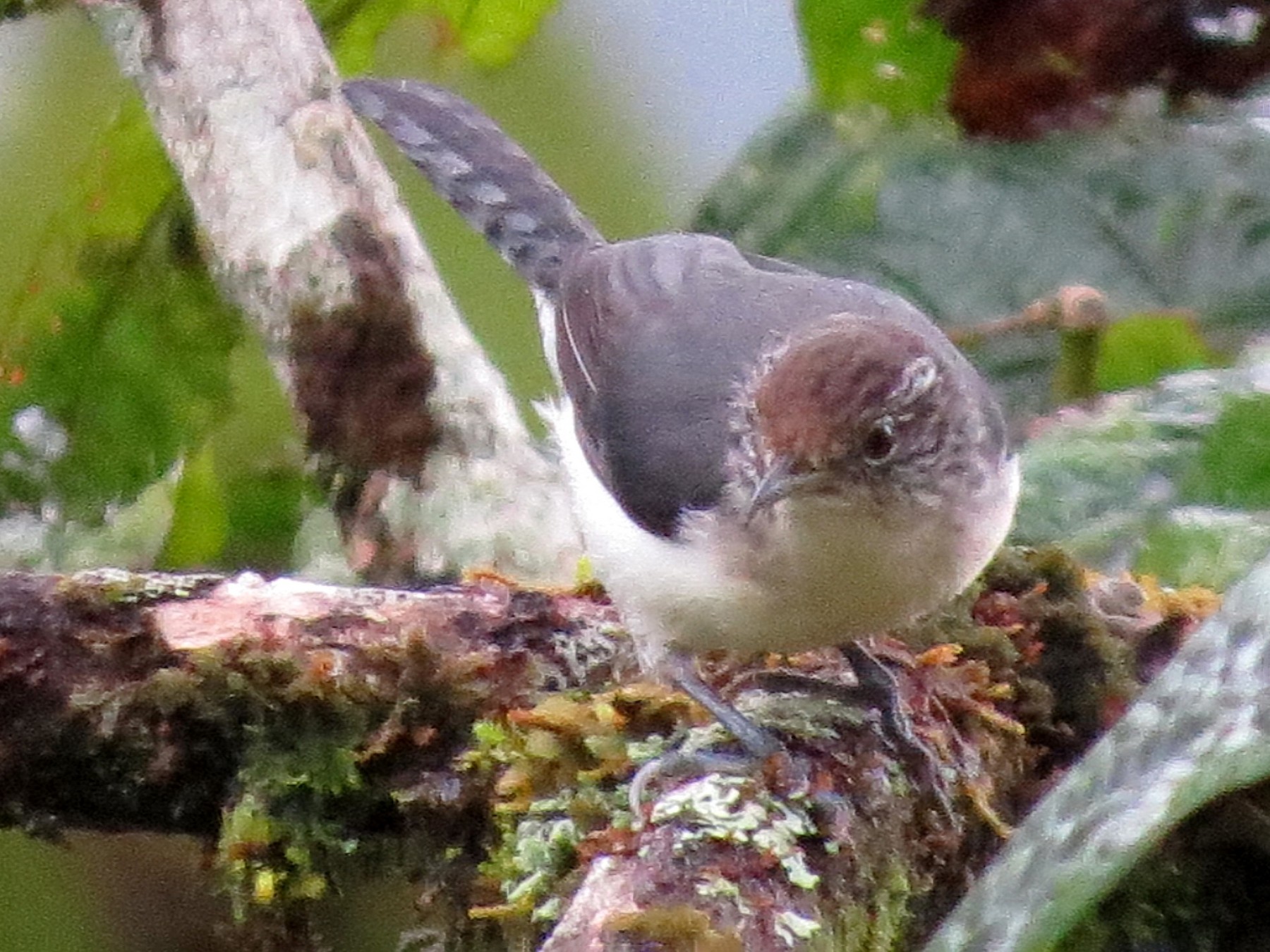 Gray-mantled Wren - eBird