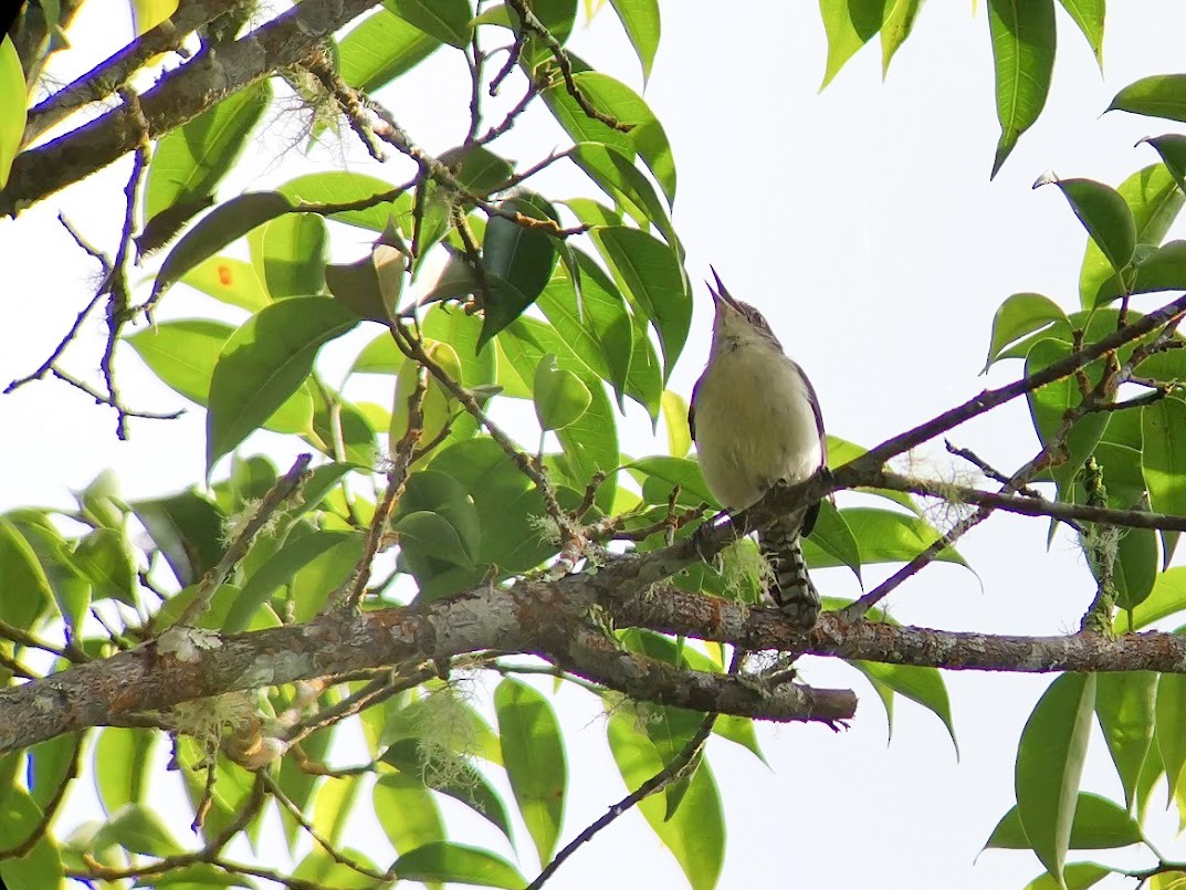 Gray-mantled Wren - eBird