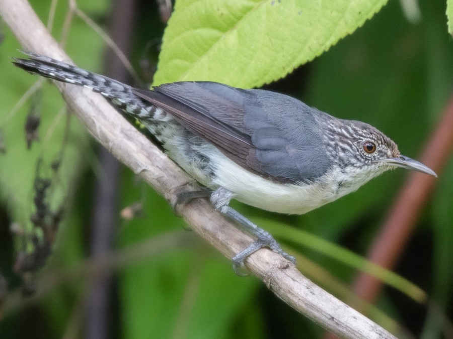 Gray-mantled Wren - eBird
