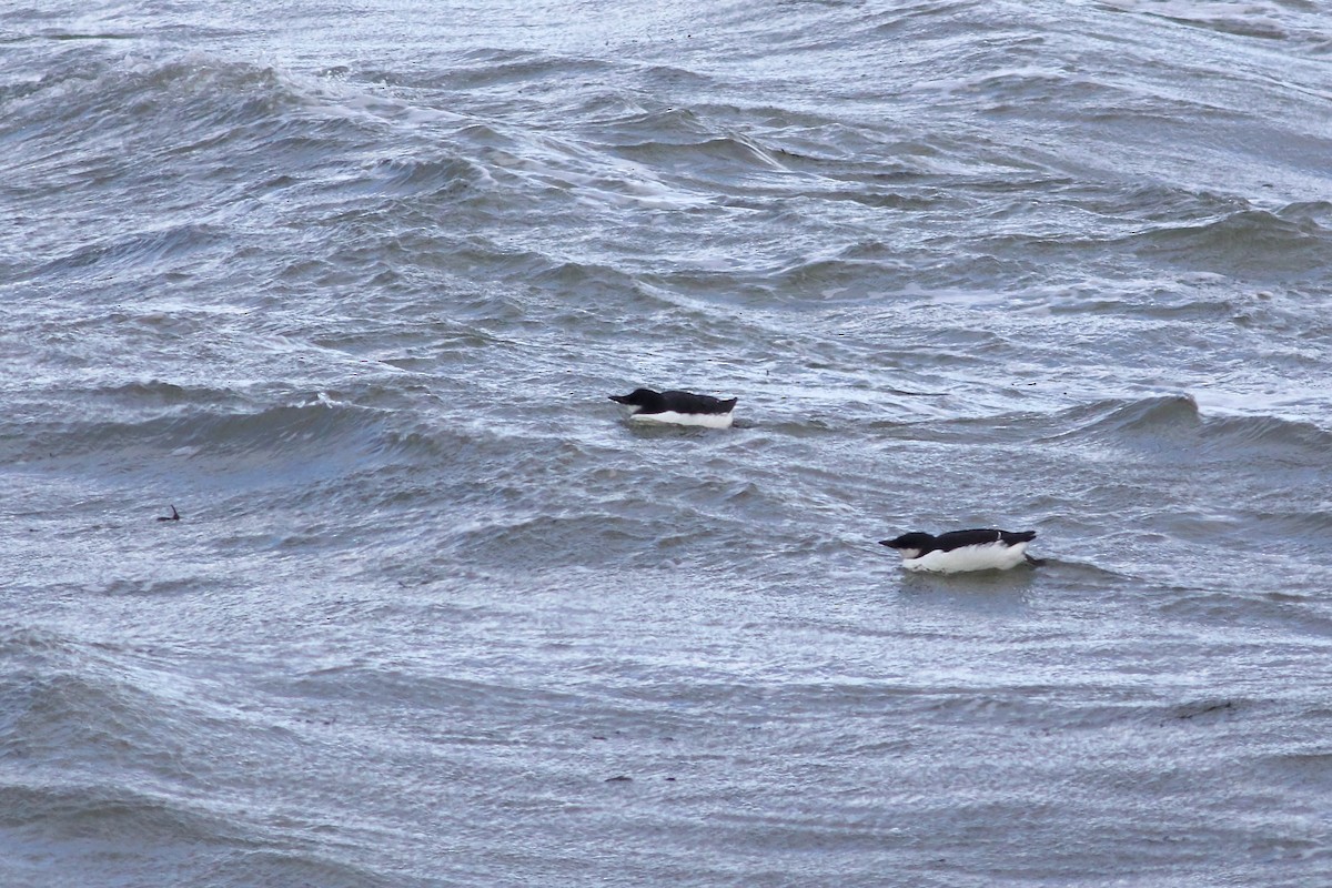 Thick-billed Murre - ML613605899