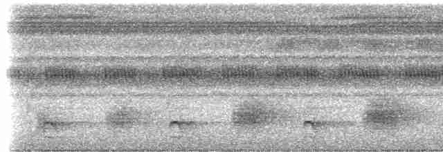 Çift Şeritli Taçlı Tiran - ML613606020