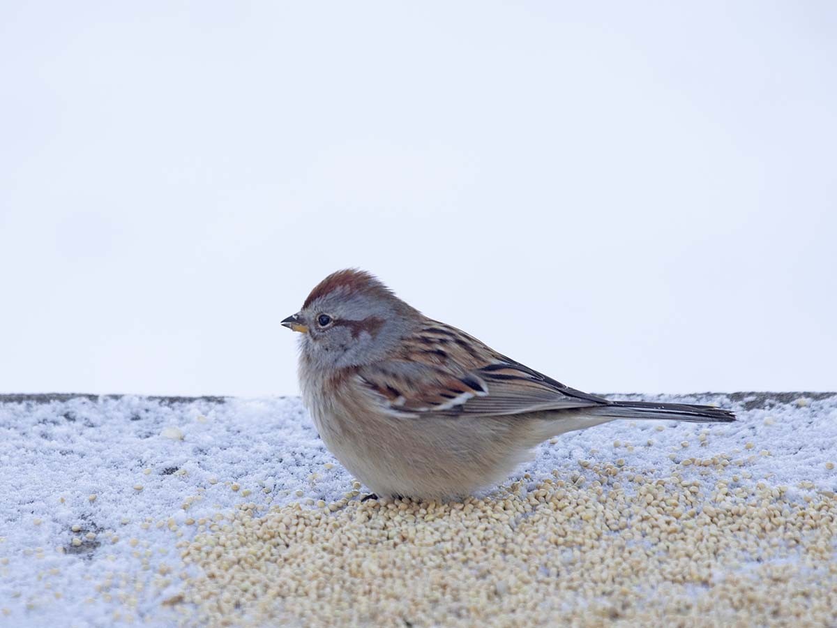 American Tree Sparrow - ML613606082