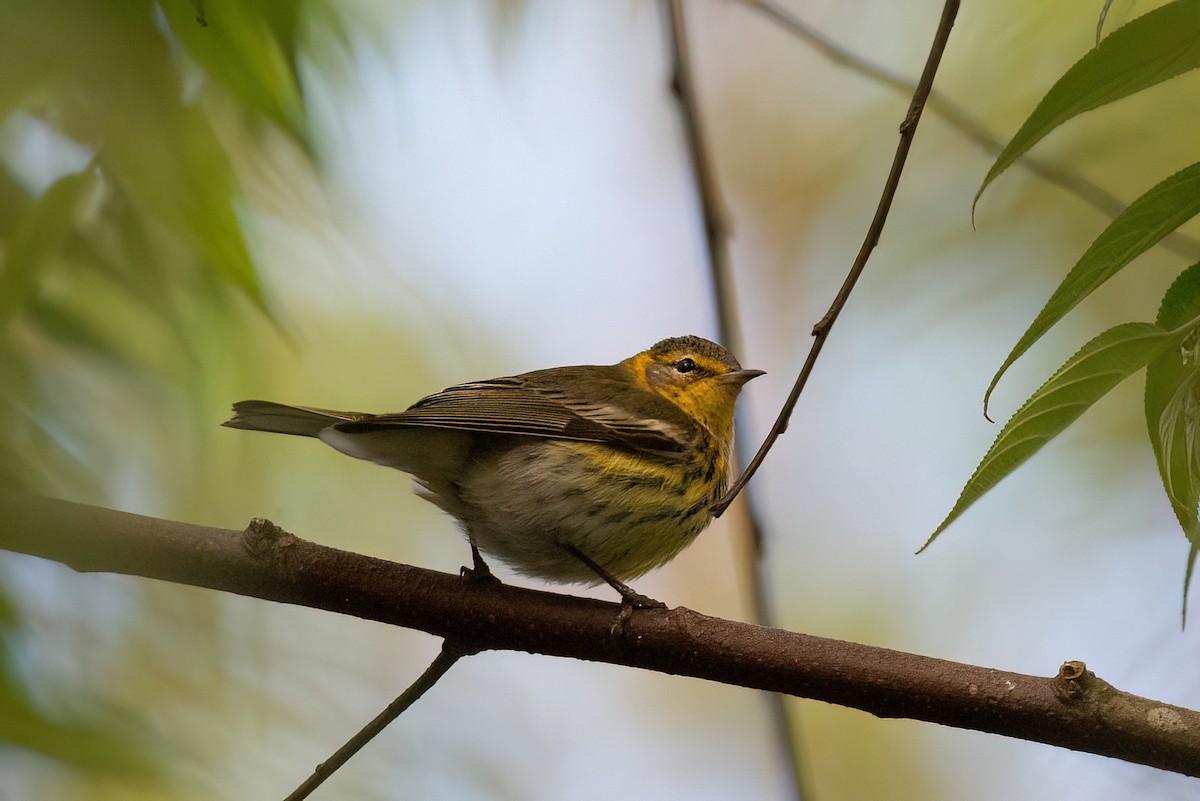 Cape May Warbler - ML613606216