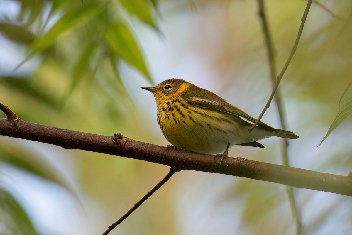 Cape May Warbler - ML613606217