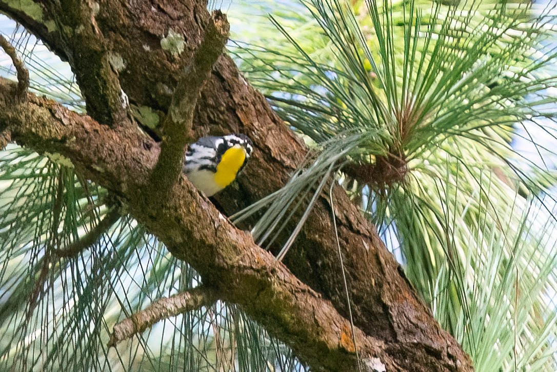 Yellow-throated Warbler - ML613606227